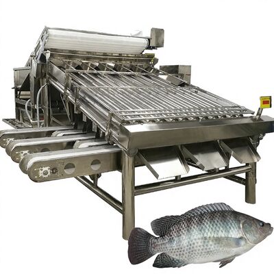 Dobra cena. Wysokiej wydajności Tilapia Grader 4,9kw Ryb Roller Sorter Makrela Sortering Machine Makrela Roller Sizing Equipment dla owoców morza w Internecie