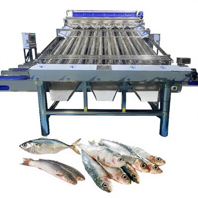 Dobra cena. Plasty Conveyor Saury Sorting Machine Żółty Croaker Sorting Machine Zolim Ryba Grading Machine dla ryb Fabryka Ryba Grader w Internecie