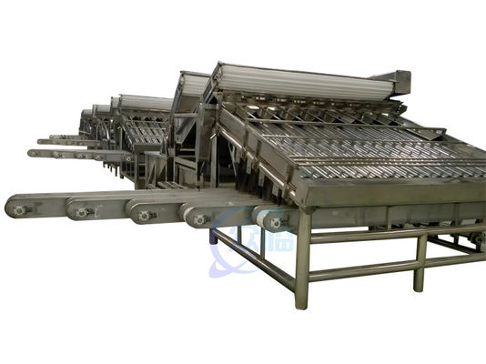 Maszyna do sortowania owoców morza 380V 50Hz, Multiscene Shrimp Sizing Machine