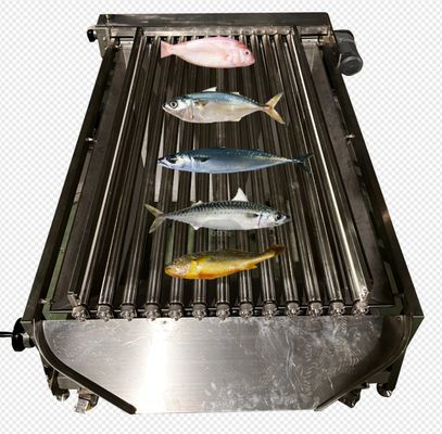 Dobra cena. Szybkość automatyczna maszyna do rozmiaru ryb do klasyfikowania wielu rodzajów ryb oceanicznych w Internecie