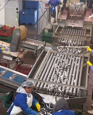 Dobra cena. 4 style Automatyczna maszyna do klasyfikacji ryb i sortowania małych ryb Linia z 5-10T / h w Internecie
