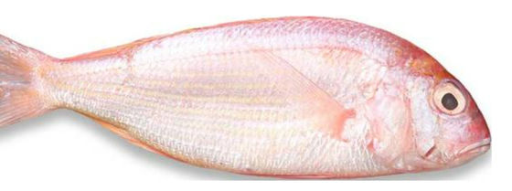 Dobra cena. Cztery modele automatyczne klasyfikujące ryby i ryby oceaniczne, wielkość makrela wysokiej jakości w Internecie