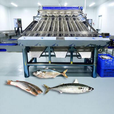 Dobra cena. Stal nierdzewna 304 Roller Fish Sorter Croaker Grader Zolim Sorting Machine Sardine Sorting Machine Mackerel Grader Small Fish Sizing Machine w Internecie