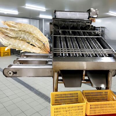 Dobra cena. 4.9KW Roller Shrimp Sorter SUS304 Shrimp Grading Machine Zolim Automatic Shrimp Grader Najlepsza maszyna do rozmiaru krewetek dla owoców morza w Internecie