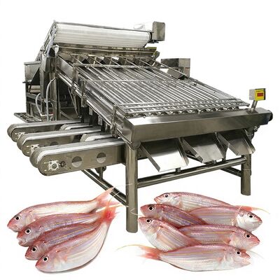 Dobra cena. Wydajna maszyna do sortowania ryb Maszyna do rozmiaru ryb i maszyna do specyfikacji ryb 1000kg-1200kg Sorter do przetwarzania ryb w Internecie